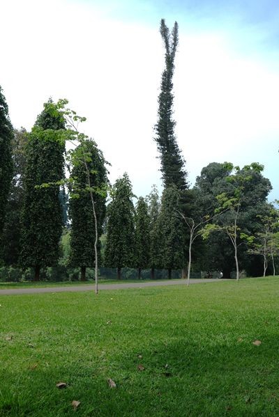 Copie 0 dscf6333